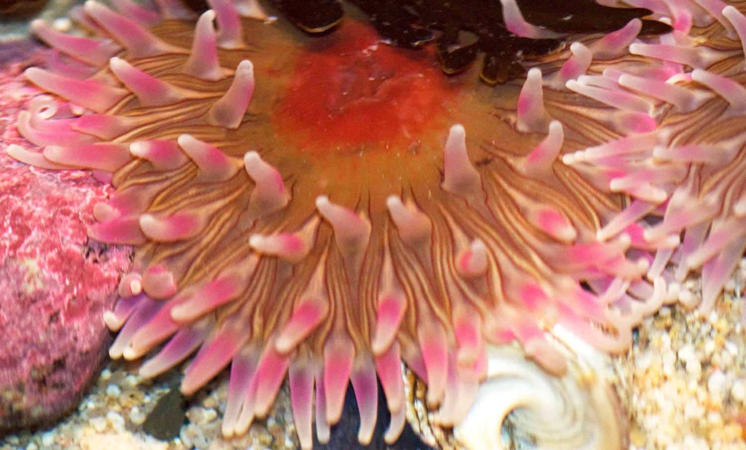 sea-anemone-photo-image-037.jpg