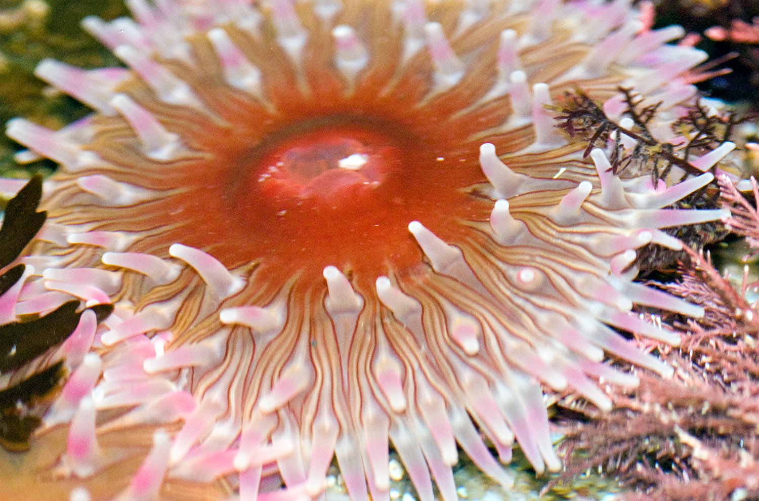 sea-anemone-photo-image-038.jpg