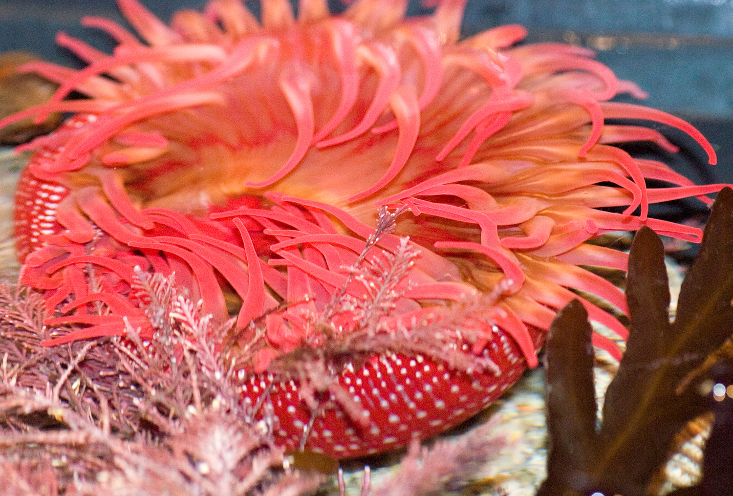 sea-anemone-photo-image-039.jpg