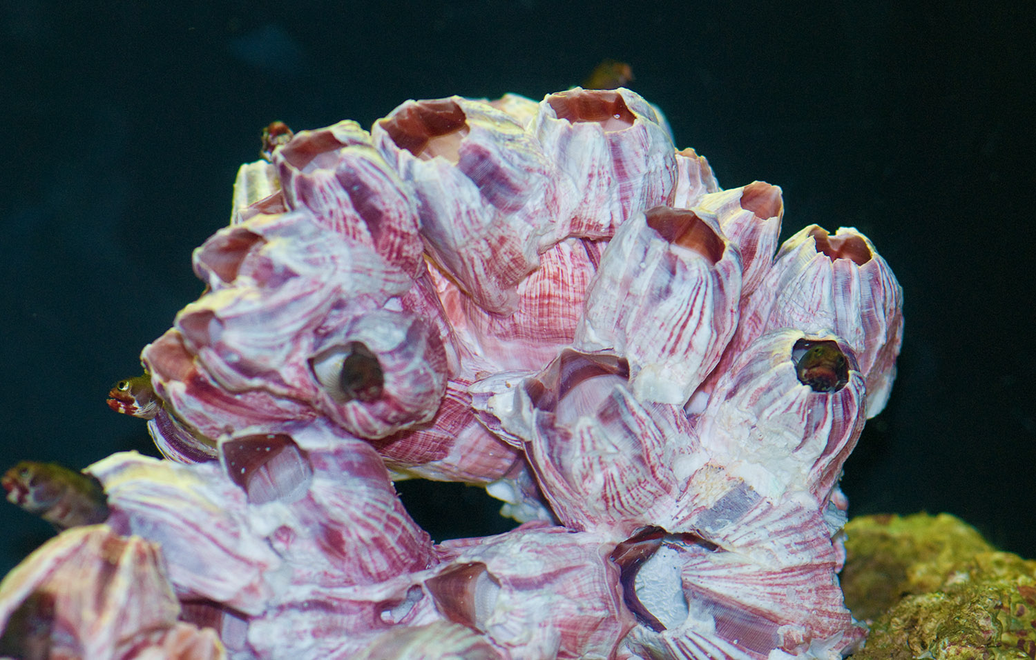 sea-barnacles-growing-c0107.jpg