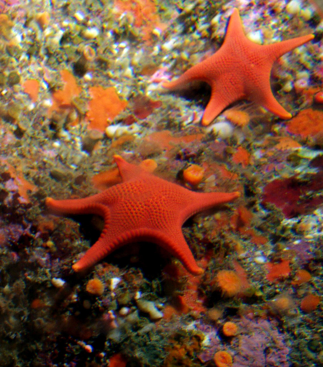 sea-star-014a.jpg