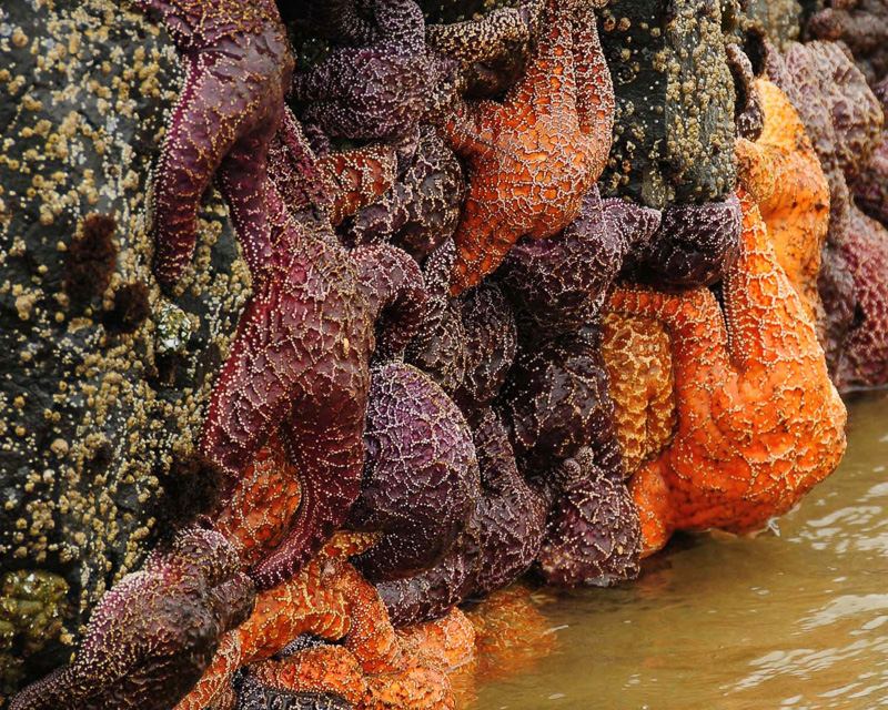 sea-stars-starfish-on-oregon-islands.jpg