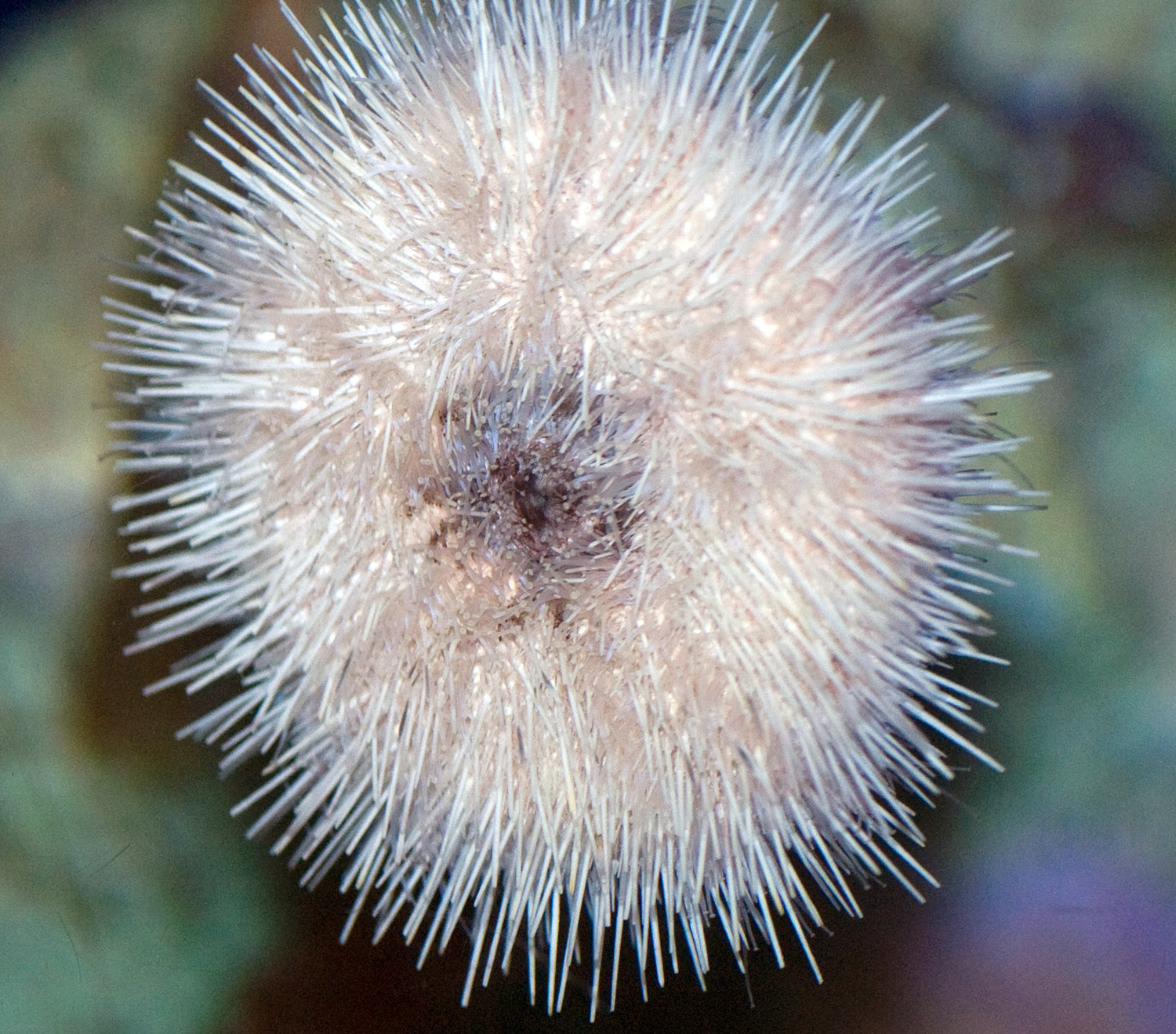 sea-urchin-033.jpg