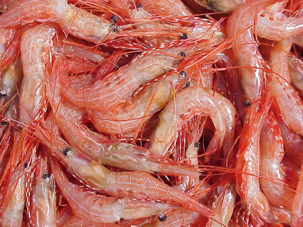 shrimp-685.jpg
