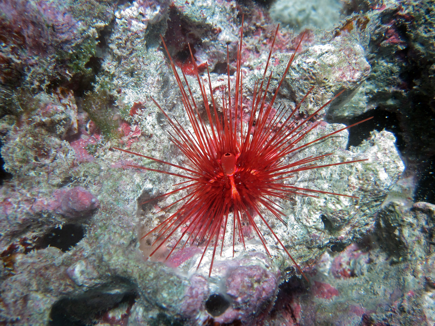 species-of-sea-urchin.jpg