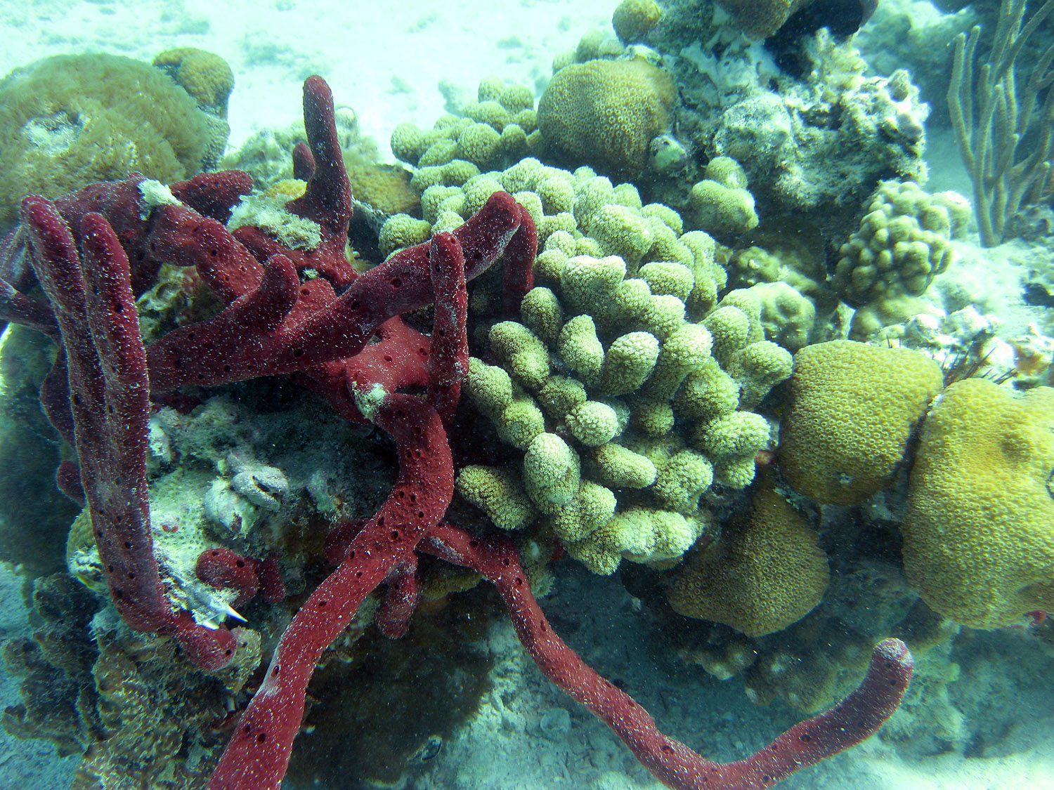 sponge-coral.jpg