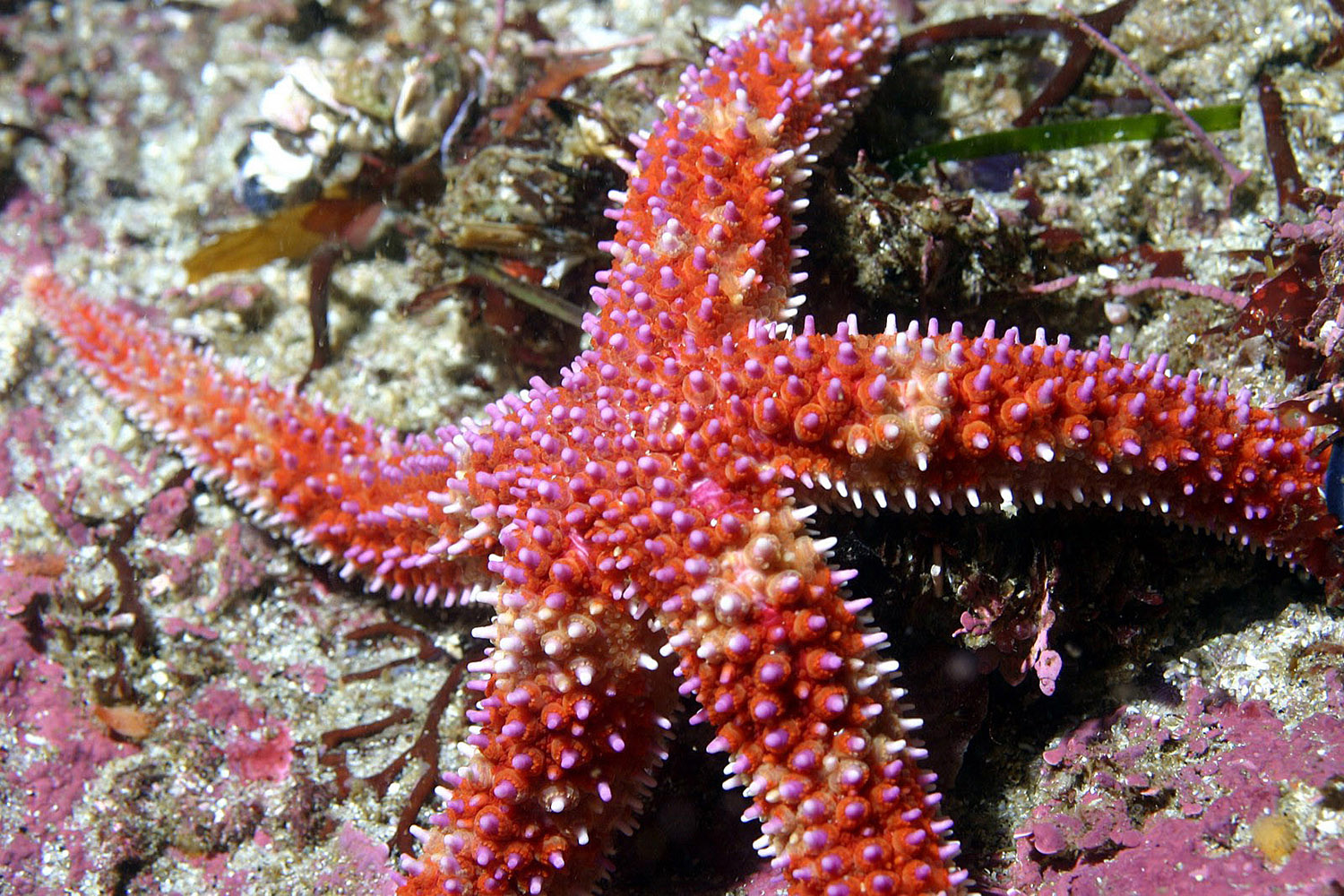 starfish-016a.jpg