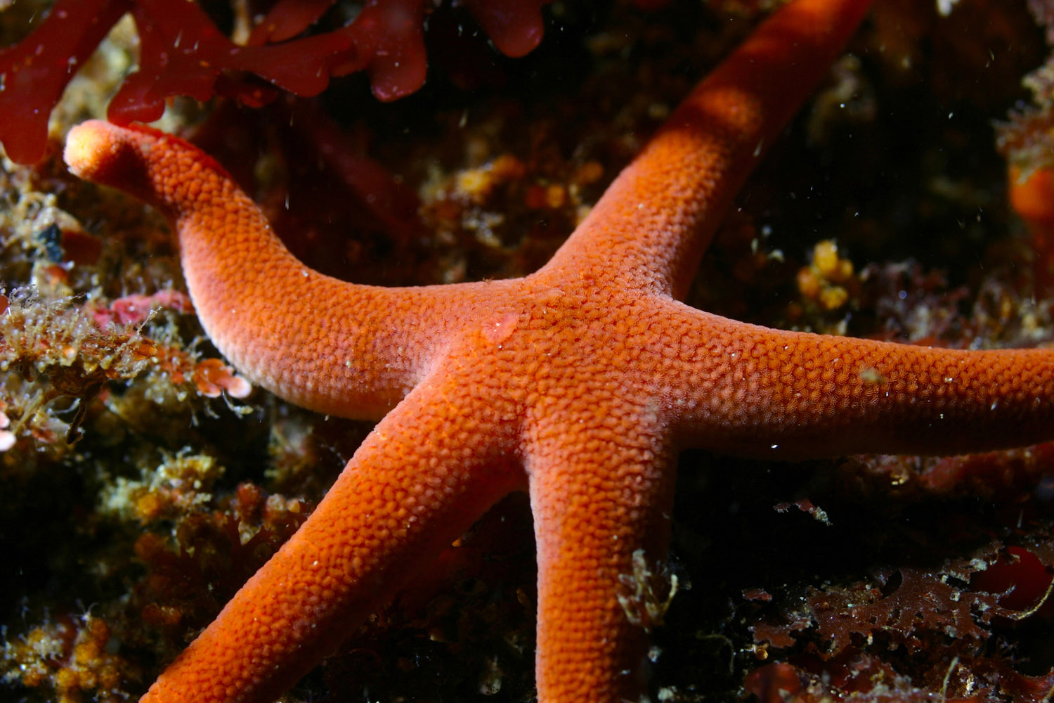 starfish-06a.jpg