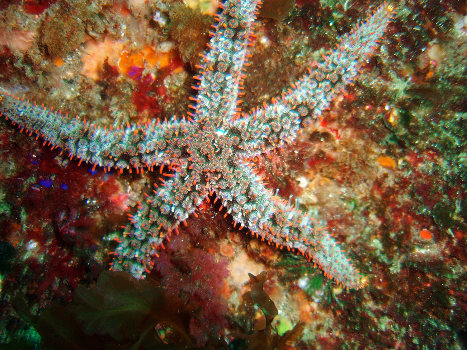 starfish-73a.jpg