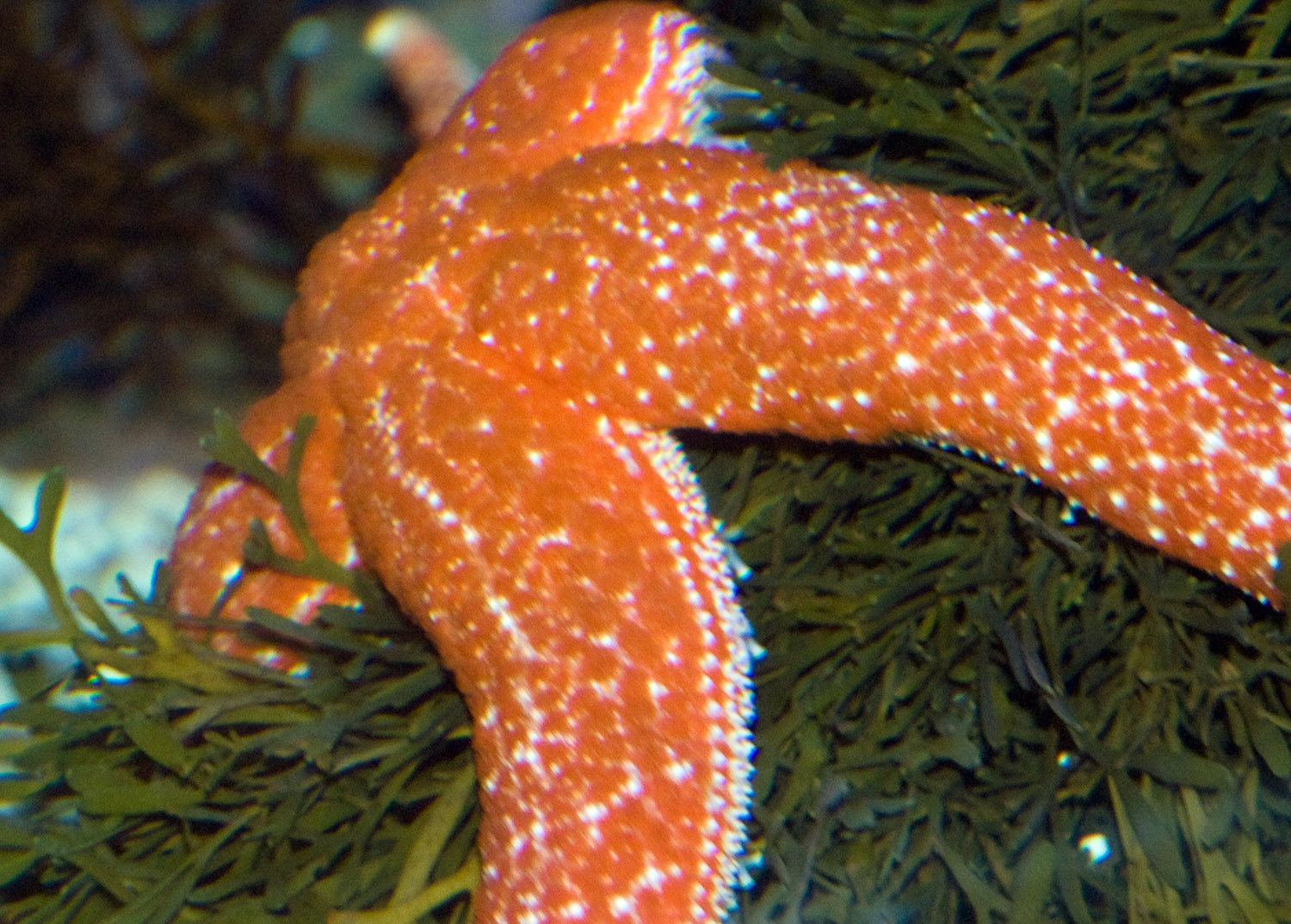starfish-photo-image-031.jpg