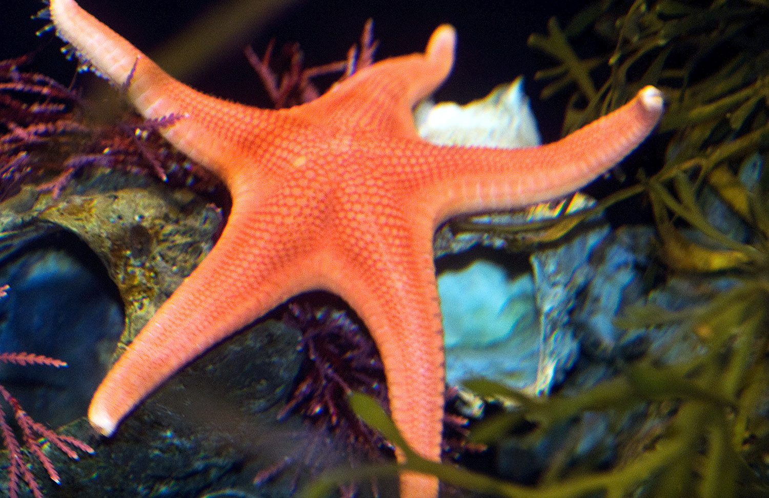 starfish-photo-image-036.jpg