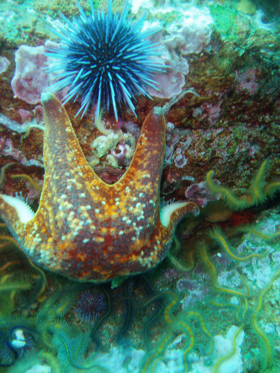starfish-urchin-47a.jpg