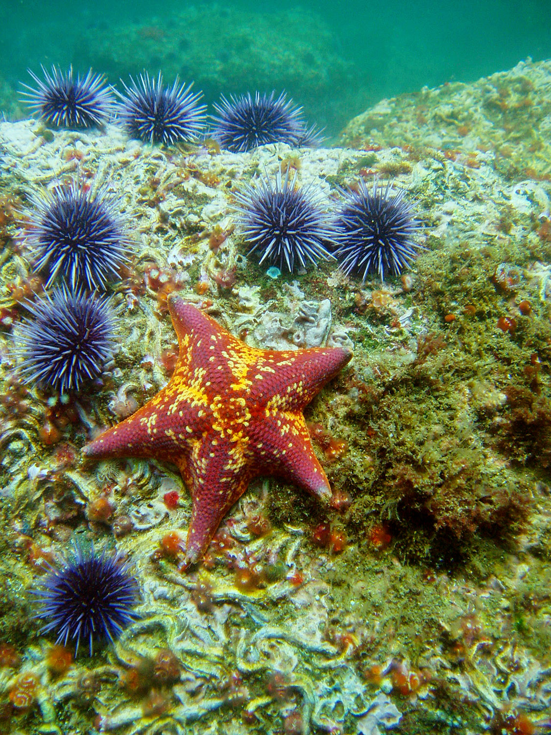 starfish-urchin-48.jpg