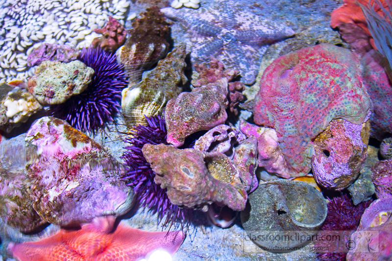 tide-pool-animals-starfish-anemones-urchins-photo-104.jpg