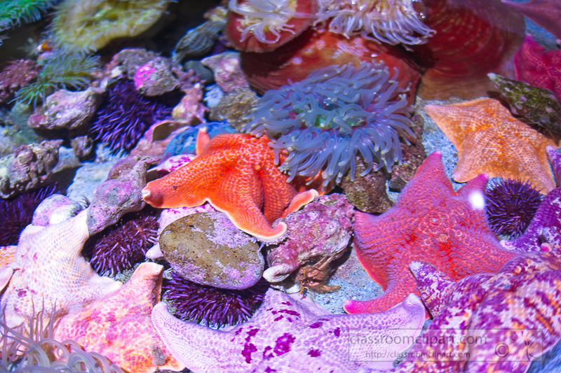 tide-pool-animals-starfish-anemones-urchins-photo-110.jpg