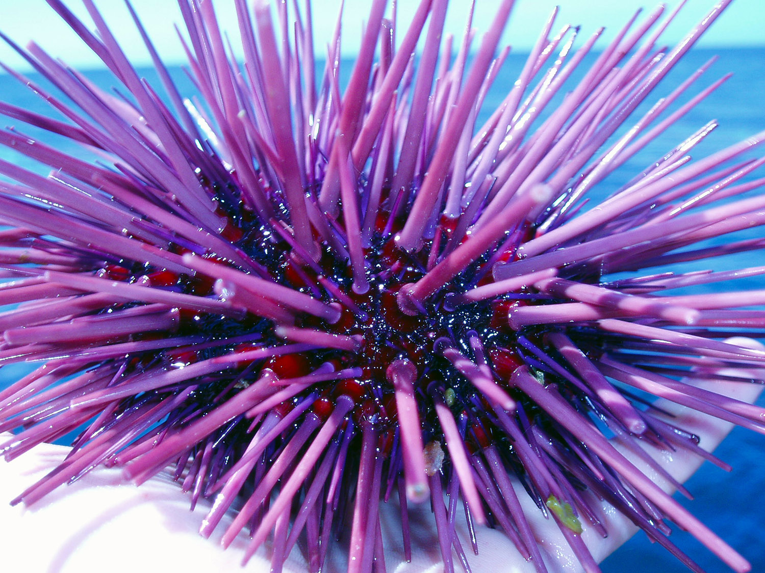 urchins-63a.jpg