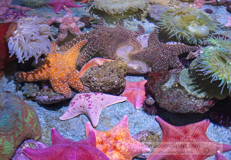 variety-of-starfish-photo-086Et.jpg