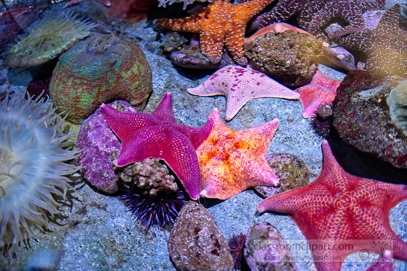 variety-of-starfish-photo-089E.jpg