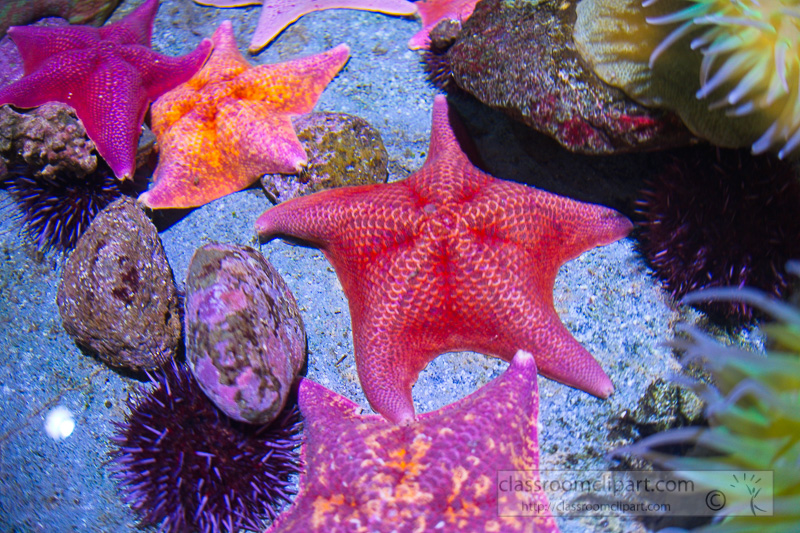 variety-of-starfish-photo-092.jpg