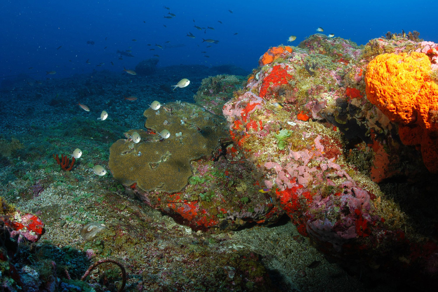 view-of-sea-coral.jpg