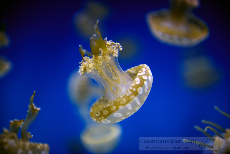 white-spotted-jelly-fish-phyllorhiza-punctata-photo-1685.jpg