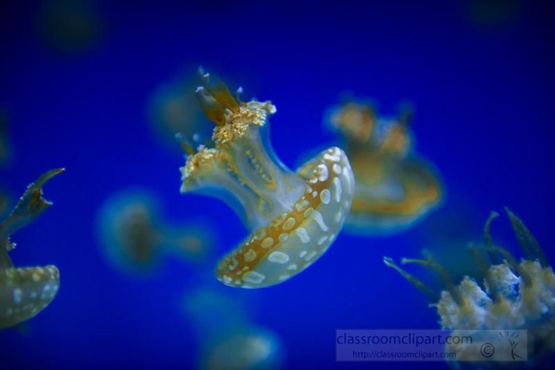 white-spotted-jelly-fish-phyllorhiza-punctata-photo-1686.jpg