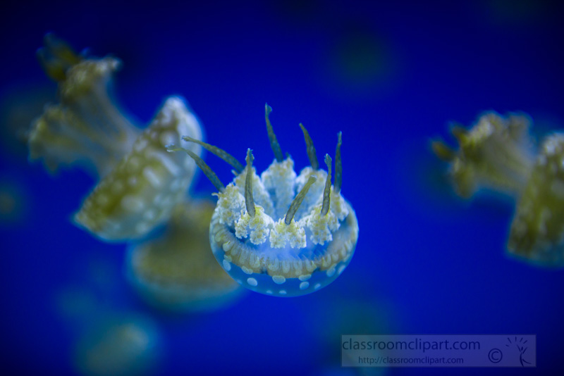 white-spotted-jelly-fish-phyllorhiza-punctata-photo-1687.jpg