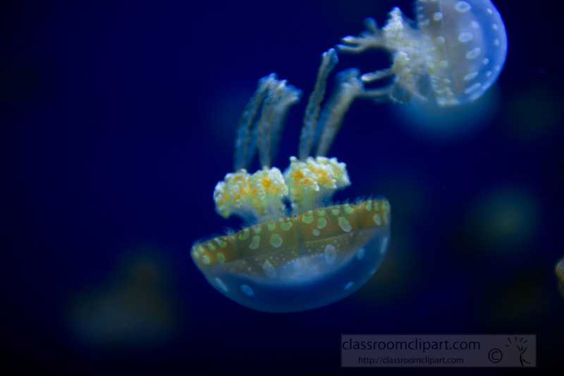 white-spotted-jelly-fish-phyllorhiza-punctata-photo-1689.jpg