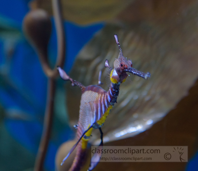 Weedy-seadragon-Phyllopteryx-taeniolatus-photo-762.jpg