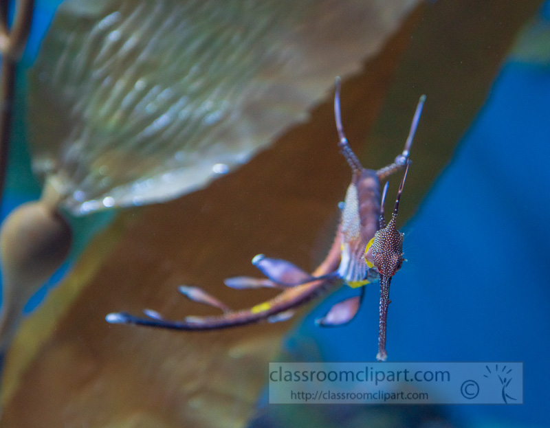 Weedy-seadragon-Phyllopteryx-taeniolatus-photo-767.jpg