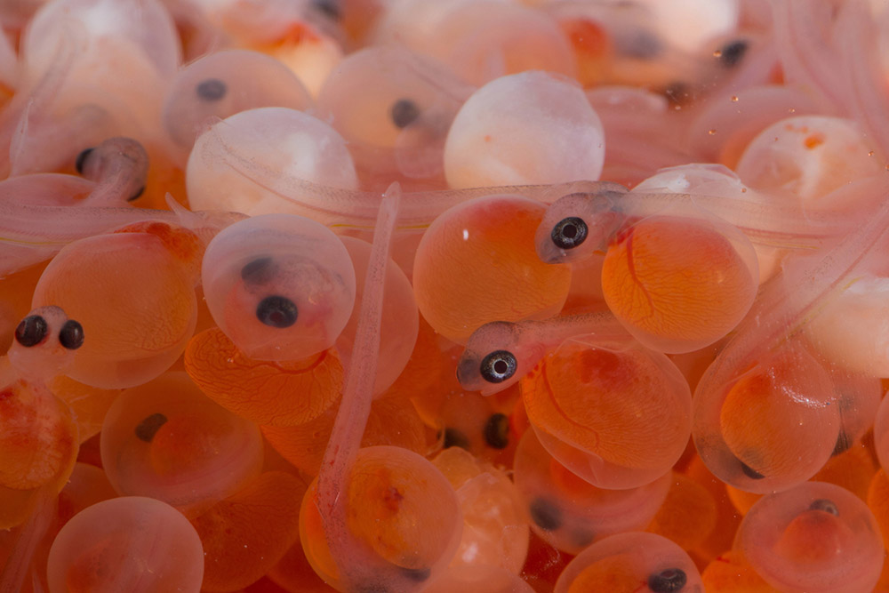 close-up-of-eggs-from-rainbow-trout.jpg