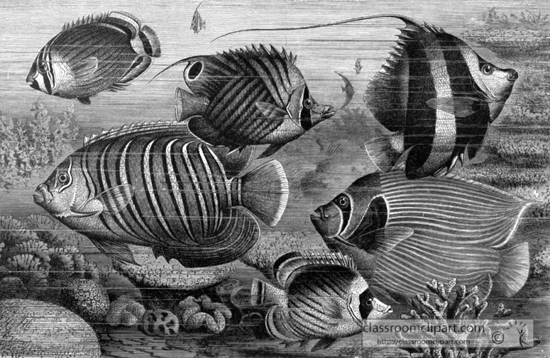 group-of-scaly-finned-fish-bw-animal-illustration.jpg