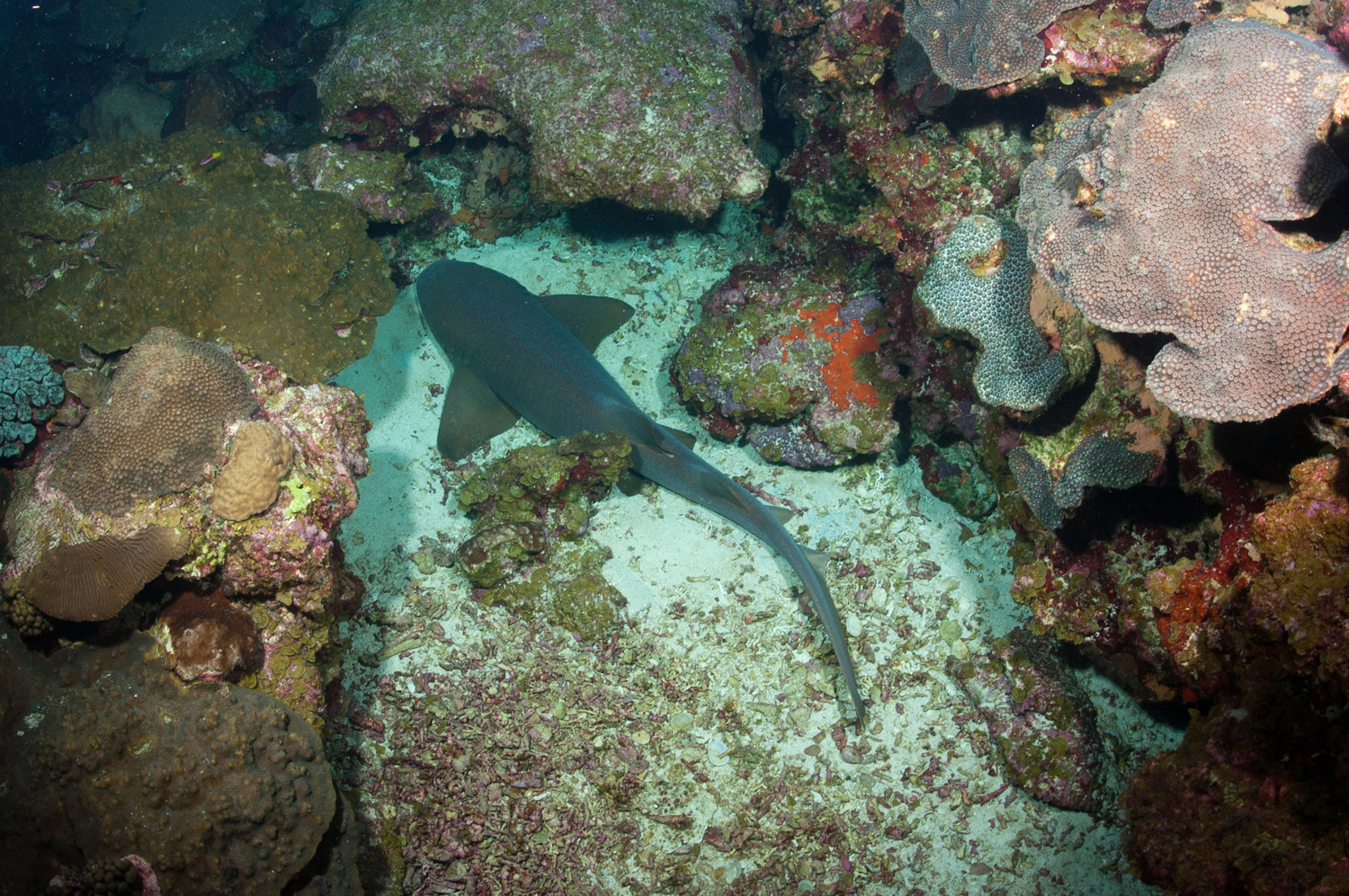 nurse-shark-nestled-between-coral.jpg