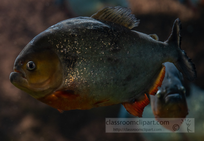 photo-of-man-eater-piranha-fish.jpg