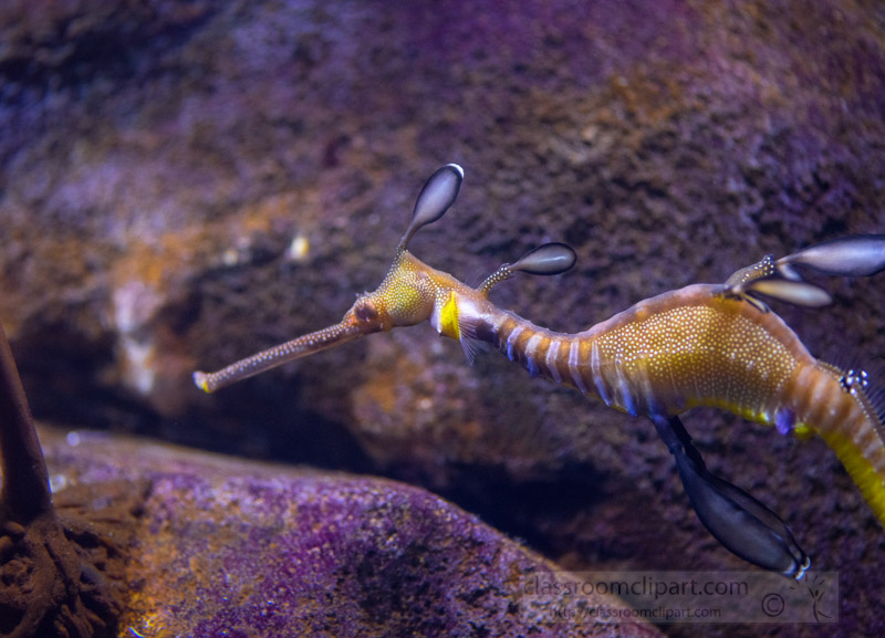 photo-of-sea-dragon-swimming-in-aquarium-8159.jpg