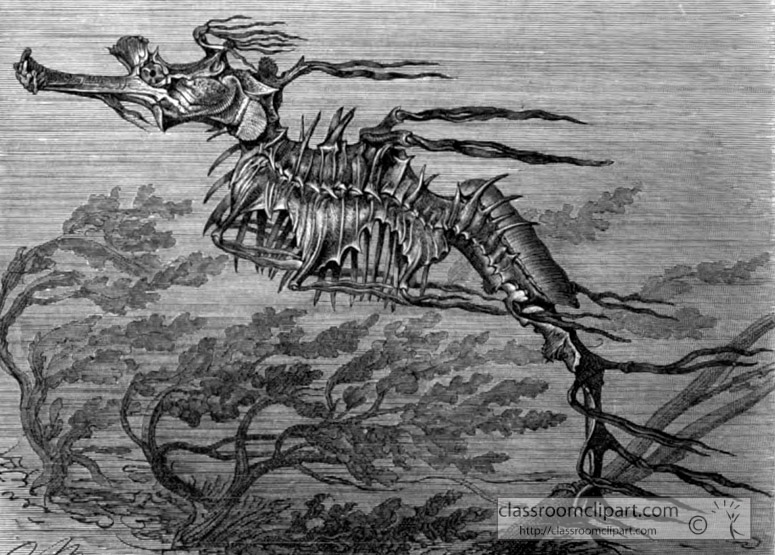 sea-horse-bw-animal-illustration.jpg