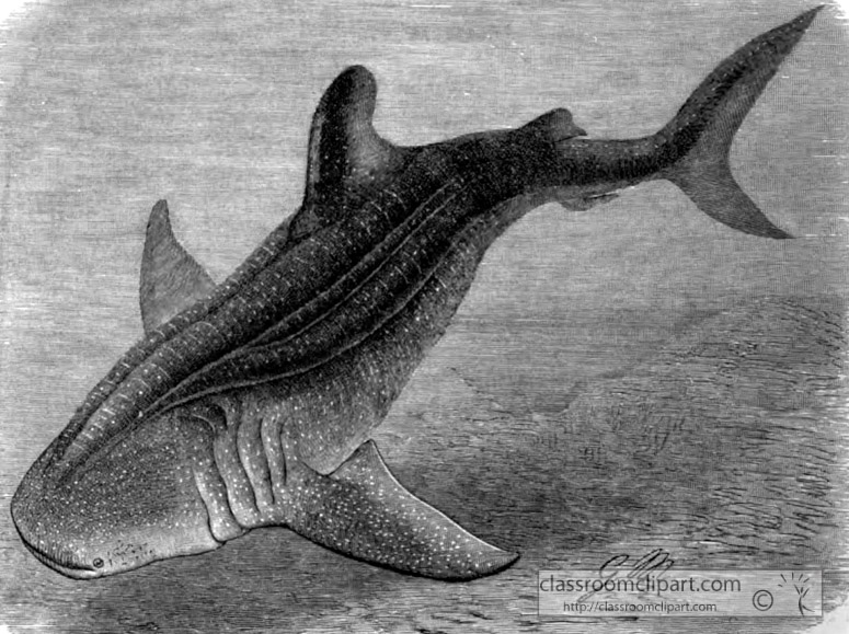 basking-shark-bw-animal-illustration.jpg