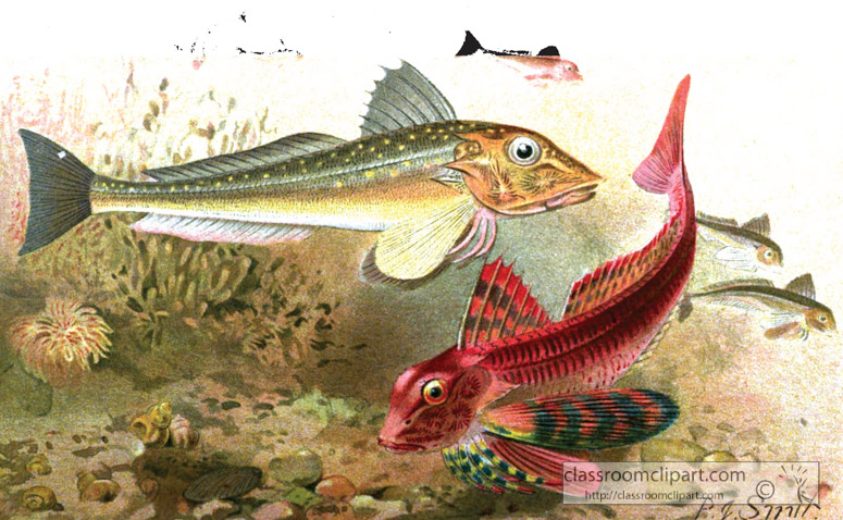 gurnard-fish-color-historic-illustration.jpg
