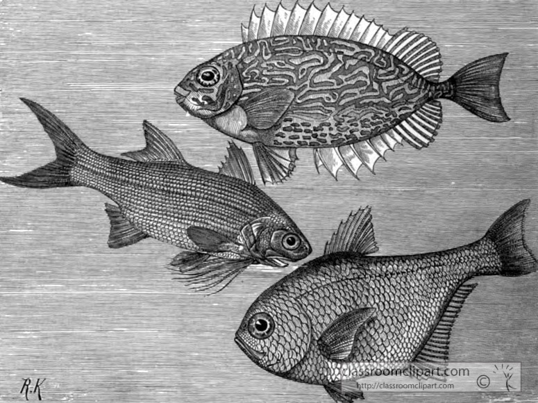 spinned-fish-bw-animal-illustration.jpg