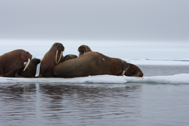 Adult-female-walruses-on-ice-floe-with-young.jpg