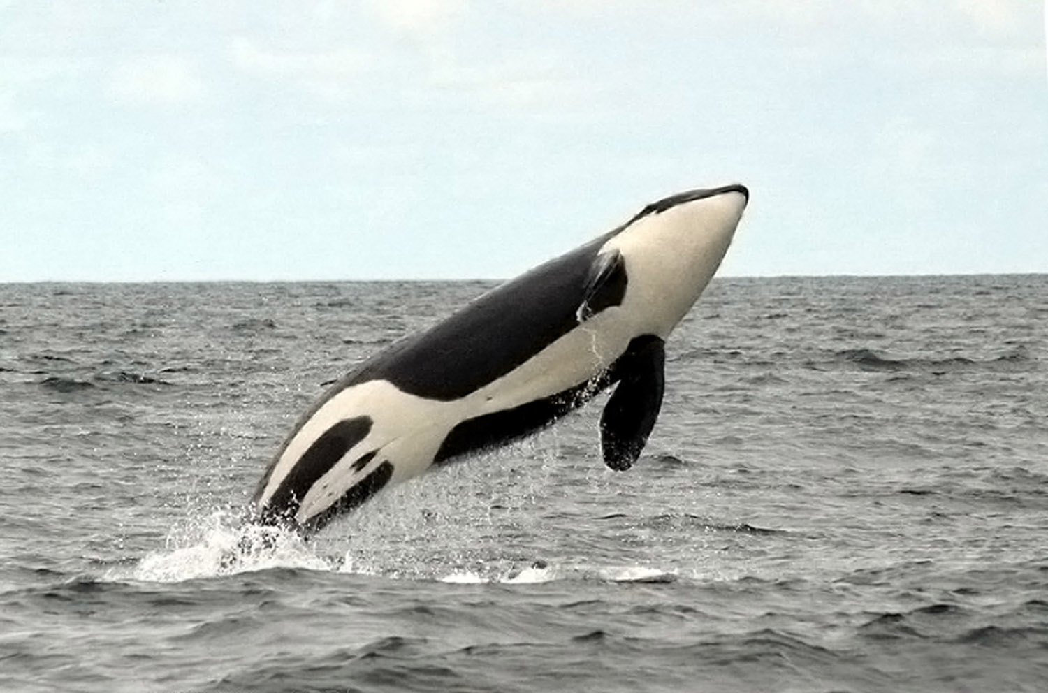 Killer-whale5A.jpg