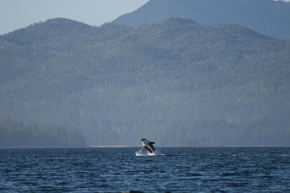 an-orca-in-craig,-tongass-national-forest.jpg