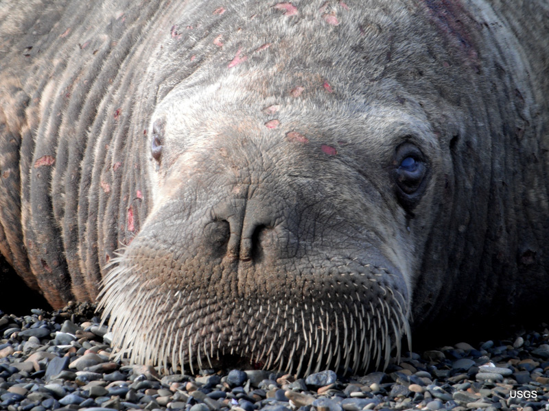 closeup-photo-of-walruses-on-shore-alaska.jpg