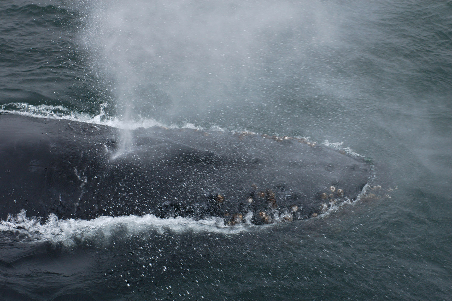 humback-whale-nml.jpg