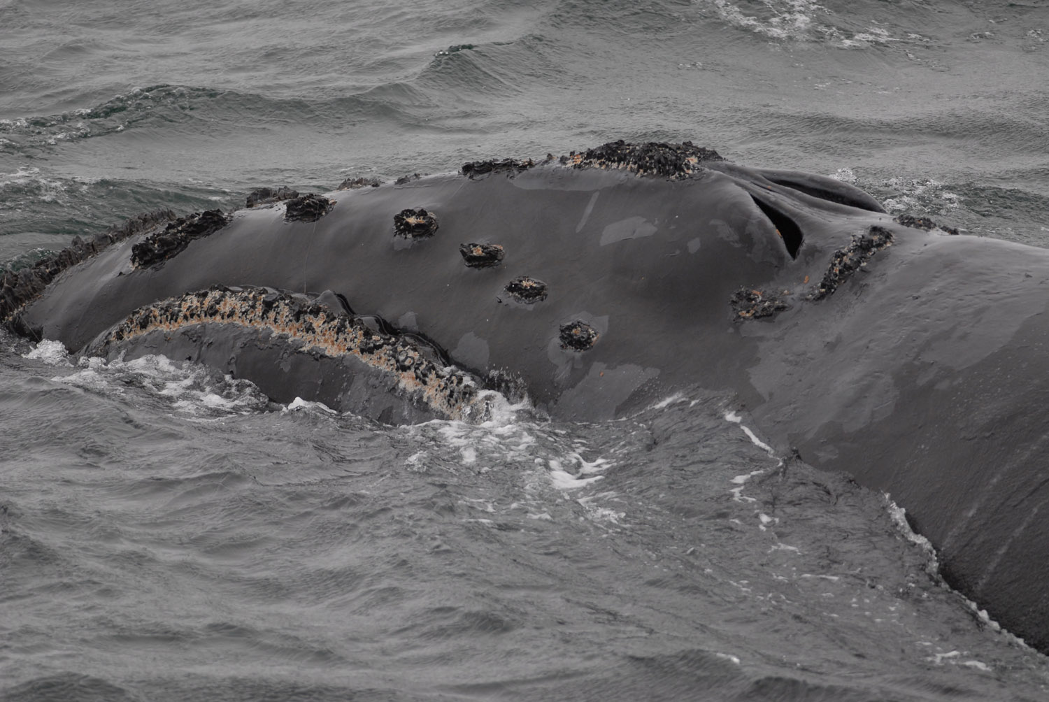 humpback-whale-PK.jpg