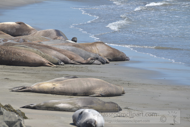 male-elephant-seals-molting-piedras-blancas-california-7147.jpg