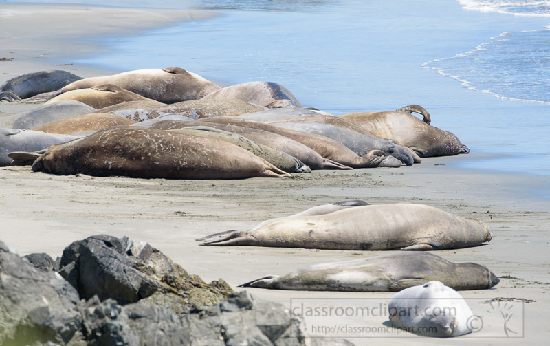 male-elephant-seals-molting-piedras-blancas-california-7148.jpg