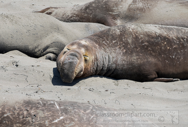 male-elephant-seals-molting-piedras-blancas-california-7164.jpg