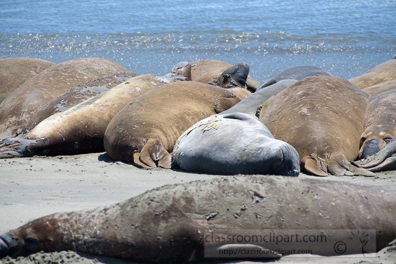 male-elephant-seals-resting-on-beach-piedras-blancas-california-7182.jpg