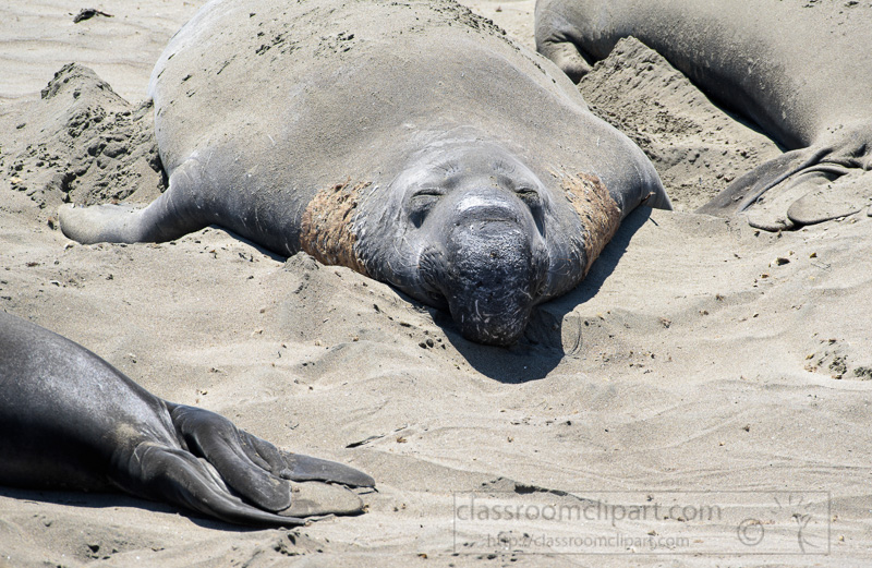 male-elephant-seals-resting-on-beach-piedras-blancas-california-7237.jpg